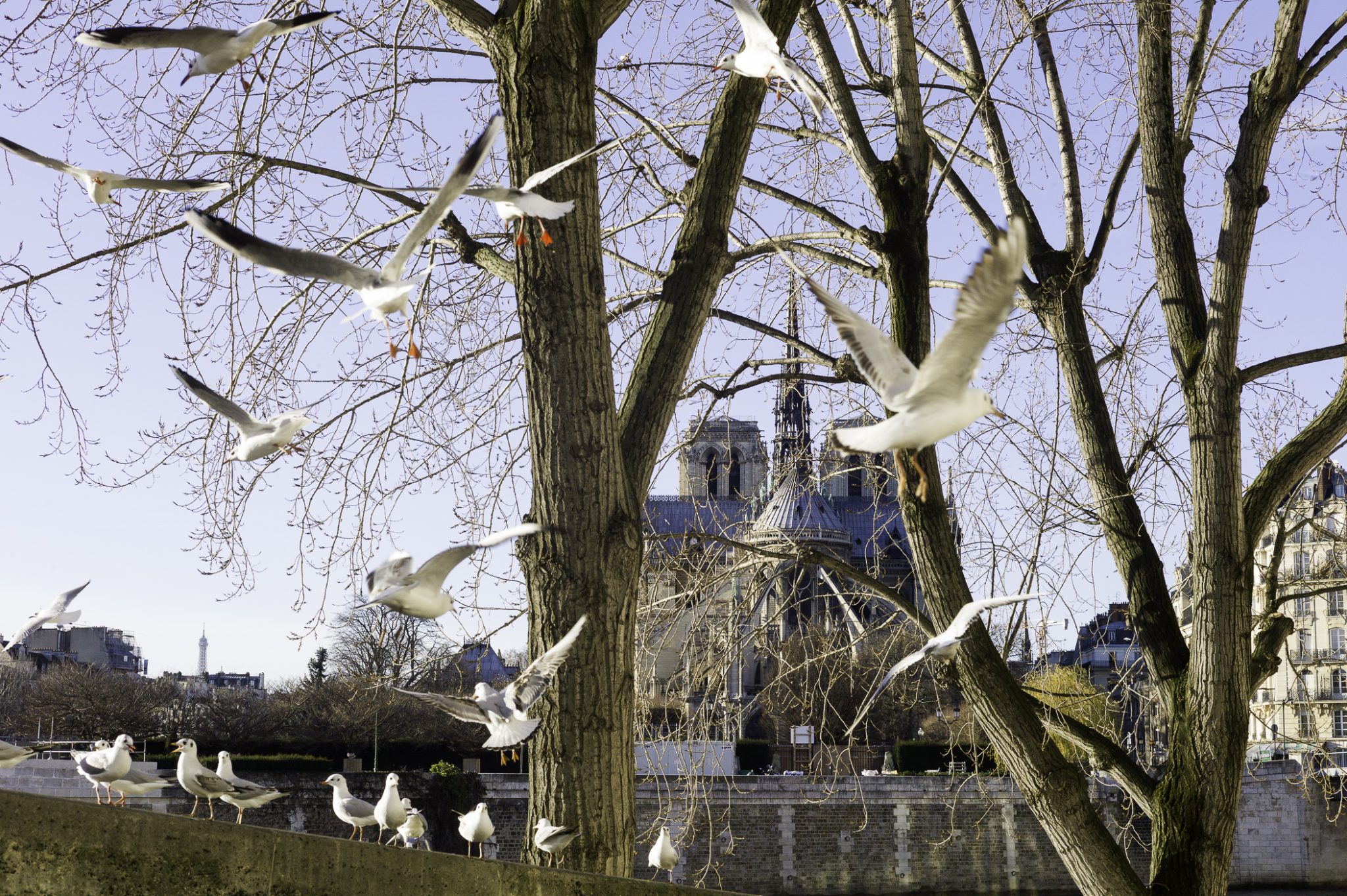  Paris - quai d'Orléans - 14 janvier 2015